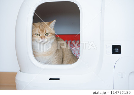 gold british cat kitten during rest in toilet 114725189