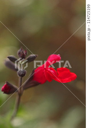 赤いサルビア・ミクロフィラの花 114725199