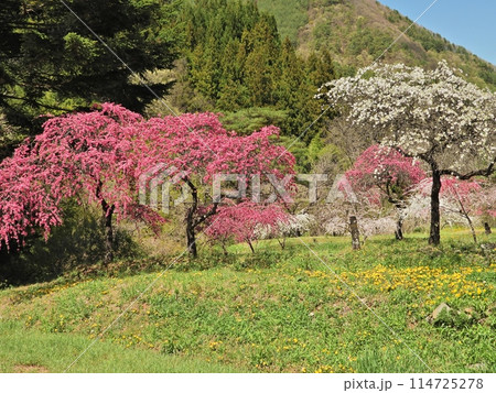 花桃の里の春景色 花桃の里の春景色 114725278
