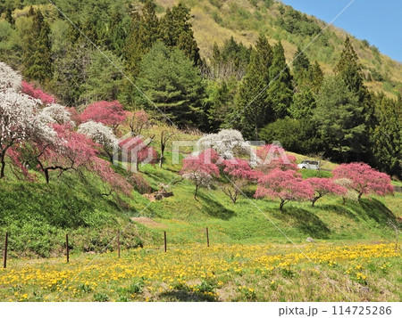 一里花桃の里のカラフルな景色 一里花桃の里のカラフルな景色 114725286