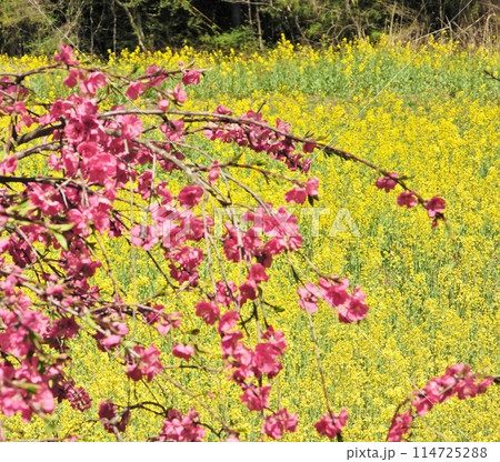 鮮やかな桃色の花桃と黄色い菜の花の絨毯 114725288