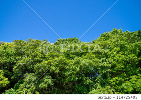 田園風景 田園風景 114725405