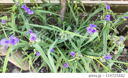 ムラサキツユクサの花 114725882