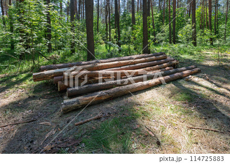 wood logs in a forest wood logs in a forest 114725883