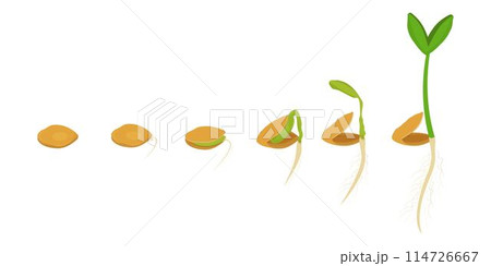 Growing plant from seed to stem. Six stages of process. Isolated on white background stock vector illustration. Agriculture, gardening, evolution concept. 114726667