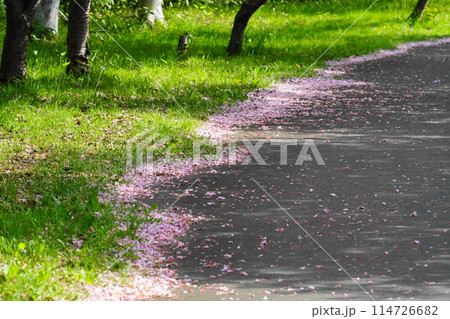 遊歩道に落ちた桜の花びら 114726682