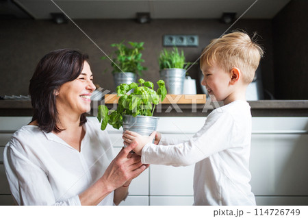 Beautiful grandmother with little boy spending together time in kitchen, learning to cook. Grandson with potted herb in hands. Beautiful grandmother with little boy spending together time in kitchen, learning to cook. Grandson with potted herb in hands. 114726749