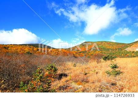 鮮やかに紅葉する磐梯吾妻スカイライン 浄土平湿原/福島県福島市 鮮やかに紅葉する磐梯吾妻スカイライン 浄土平湿原/福島県福島市 114726933
