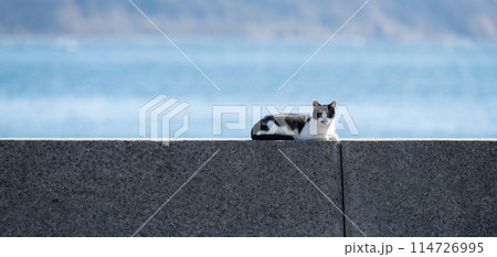 堤防の上の猫 黒白猫 堤防の上の猫 黒白猫 114726995