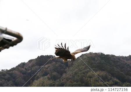 海の京都　伊根町　舟屋群 114727156
