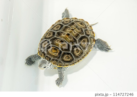 The turtles 114727246
