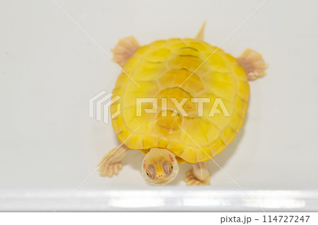 The turtles The turtles 114727247
