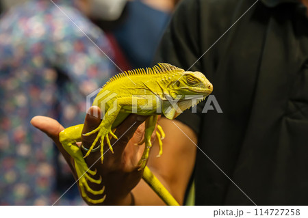Yellow Albino Iguana Yellow Albino Iguana 114727258