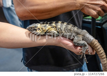Iguana on hand Iguana on hand 114727266