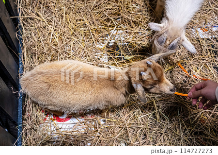 Goat sleeping in the stall Goat sleeping in the stall 114727273