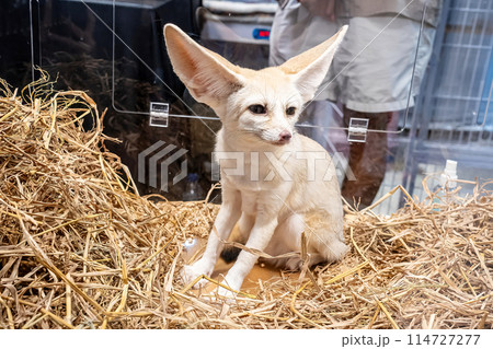 Fennec fox Fennec fox 114727277