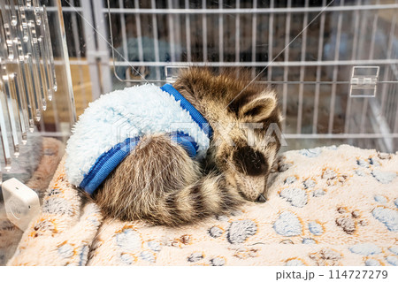 Raccoon is sleeping 114727279