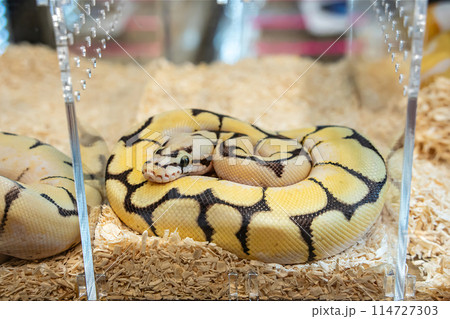 Ball python Ball python 114727303