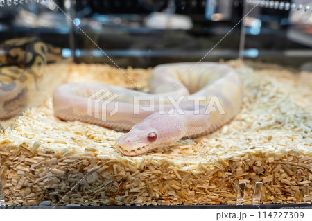 Ball python Ball python 114727309