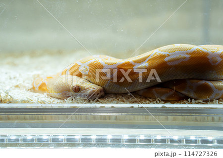 Ball python 114727326