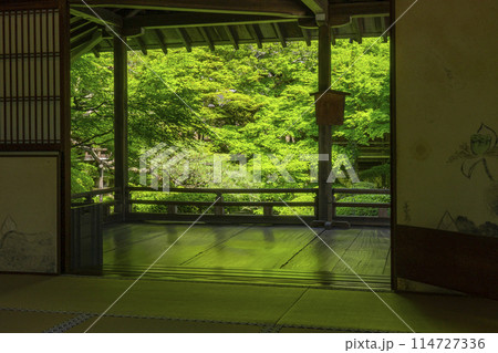 新緑の京都　永観堂（禅林寺）　釈迦堂前の内庭 114727336