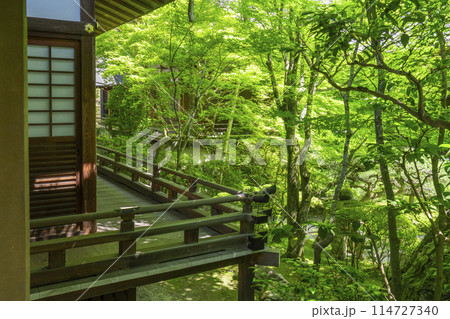 新緑の京都　永観堂（禅林寺）　釈迦堂前の内庭 114727340