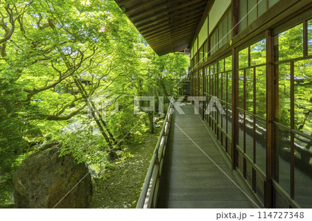 新緑の京都　永観堂（禅林寺）　古方丈から見える庭園 114727348