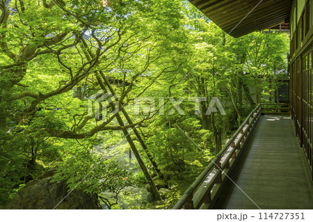 新緑の京都 永観堂(禅林寺) 古方丈から見える庭園 新緑の京都 永観堂(禅林寺) 古方丈から見える庭園 114727351