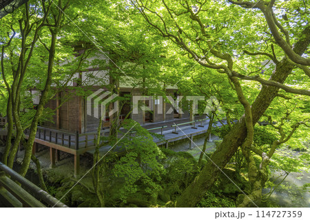 新緑の京都　永観堂（禅林寺）　方丈庭園 114727359