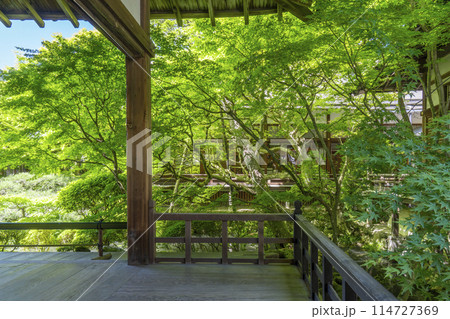 新緑の京都　永観堂（禅林寺）　釈迦堂前の庭園 114727369