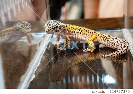 Gecko in the acrylic cabinet Gecko in the acrylic cabinet 114727370
