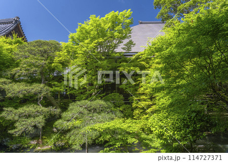 新緑の京都 永観堂(禅林寺) 釈迦堂前の庭園 新緑の京都 永観堂(禅林寺) 釈迦堂前の庭園 114727371