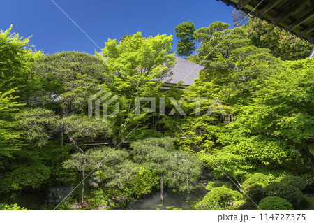 新緑の京都　永観堂（禅林寺）　釈迦堂前の庭園 114727375