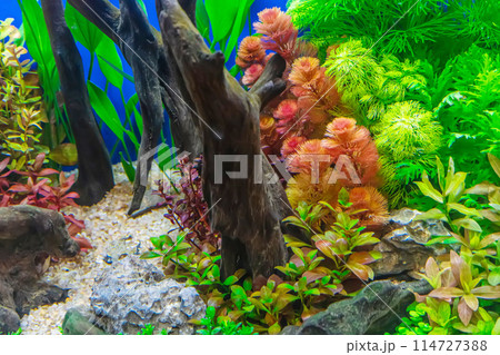 Tropical freshwater aquarium 114727388