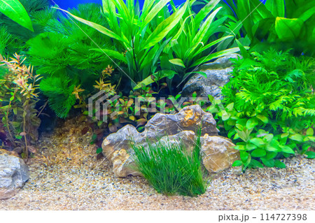 Tropical freshwater aquarium Tropical freshwater aquarium 114727398