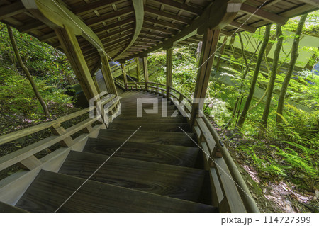 新緑の京都　永観堂（禅林寺）　臥龍廊 114727399