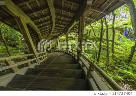 新緑の京都　永観堂（禅林寺）　臥龍廊 114727404