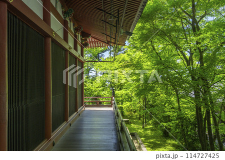 新緑の京都　永観堂（禅林寺）　阿弥陀堂へ 114727425