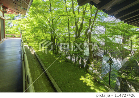 新緑の京都　永観堂（禅林寺）　阿弥陀堂 114727426