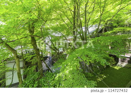 新緑の京都 永観堂(禅林寺) 青もみじの新緑 新緑の京都 永観堂(禅林寺) 青もみじの新緑 114727432