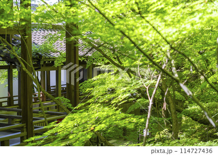 新緑の京都 永観堂(禅林寺) 回廊と青もみじの新緑 新緑の京都 永観堂(禅林寺) 回廊と青もみじの新緑 114727436