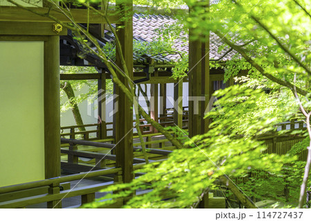 新緑の京都　永観堂（禅林寺）　回廊と青もみじの新緑 114727437