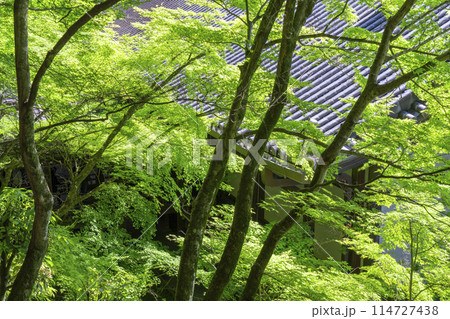新緑の京都　永観堂（禅林寺）　青もみじの新緑 114727438