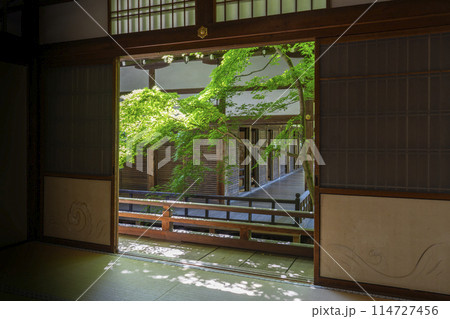 京都　永観堂（禅林寺）　青紅葉の庭園 114727456