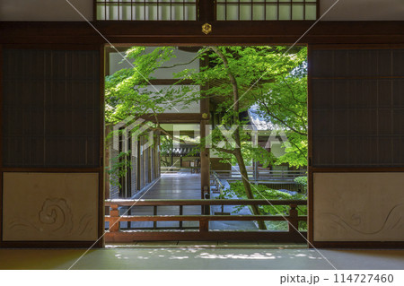 京都 永観堂(禅林寺) 瑞紫殿から見る青紅葉の庭園 京都 永観堂(禅林寺) 瑞紫殿から見る青紅葉の庭園 114727460