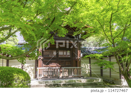京都 永観堂 青紅葉に包まれた唐門(勅使門) 京都 永観堂 青紅葉に包まれた唐門(勅使門) 114727467