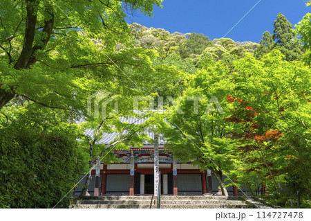 京都　永観堂　 新緑に包まれた阿弥陀堂（本堂） 114727478