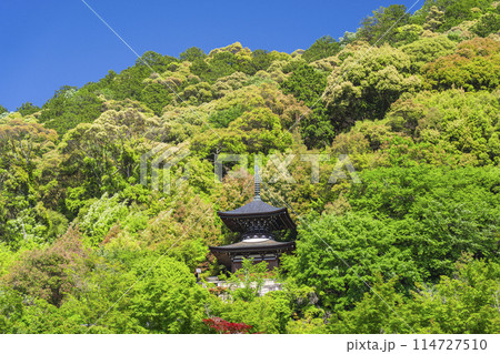 京都　永観堂　 新緑に包まれた多宝塔 114727510
