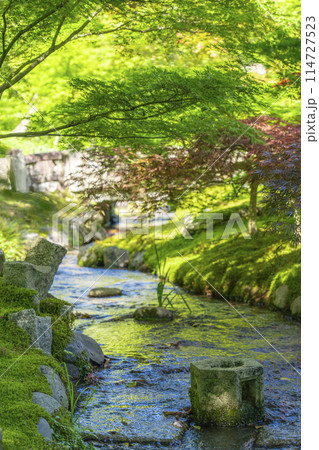 京都 永観堂 新緑に包まれた楓橋からの眺め 京都 永観堂 新緑に包まれた楓橋からの眺め 114727523