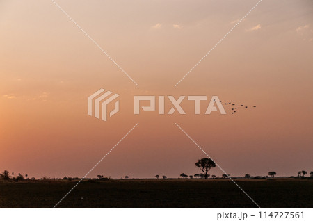 Great white egret 114727561